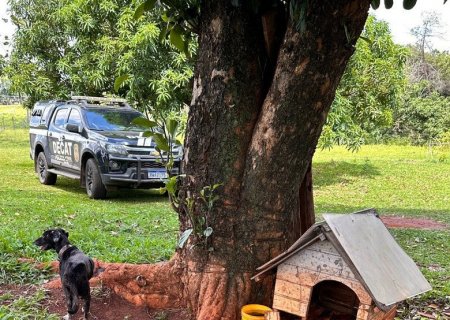 Idoso é preso por maus-tratos a cadela em chácara