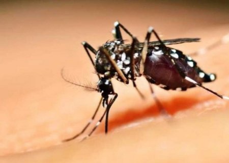 Somadas, dengue e chikungunya já mataram 25 este ano em MS
