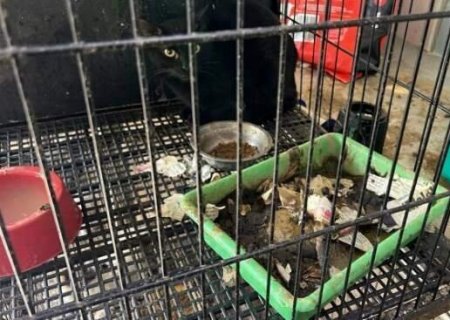 MPMS quer obrigar prefeitura a cuidar de 200 animais abandonados por entidade