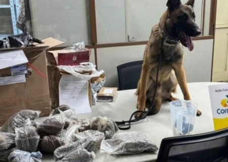 Cão farejador encontra mais de 4,5 kg de drogas em agência dos Correios de Campo Grande