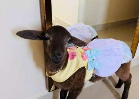 Ovelha rejeitada pela m&atilde;e foi adotada e hoje vive em apartamento