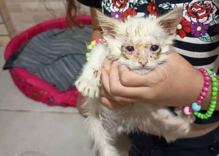 Sabia que seu gato pode ficar sem olho por "gripezinha" felina?