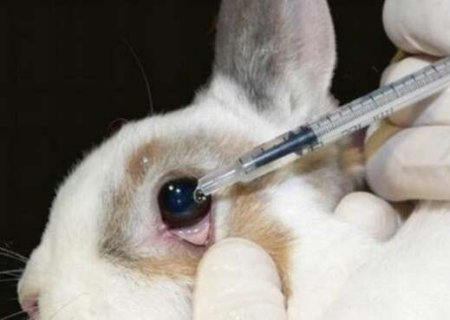 Testes oculares passam a ser feitos sem uso de animais