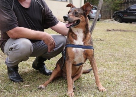 Justiça manda prefeitura criar abrigo público para animais | G1