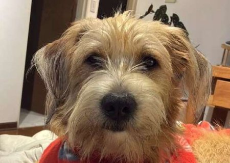 Frente fria pode adoecer seu pet; saiba como identificar a gripe canina