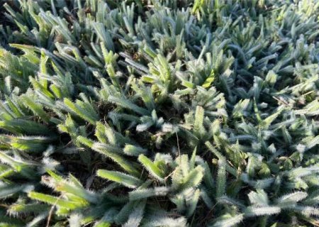 Geada atinge onze munic&iacute;pios de Mato Grosso do Sul