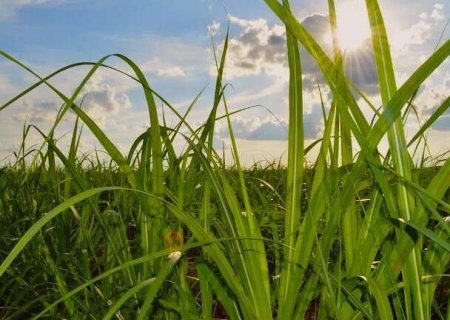 MS quadruplica &aacute;rea de cana em 20 anos e consolida nova fronteira da bioenergia