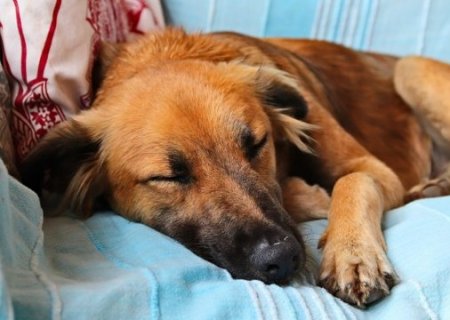 N&atilde;o acorde de repente: sono profundo dos c&atilde;es exige cuidado