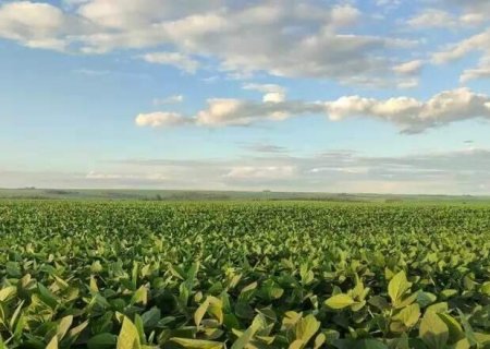 Produtores de MS ter&atilde;o acesso a R$ 13,4 bilh&otilde;es no Plano Safra