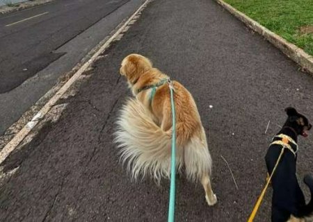 Pet parado demais tamb&eacute;m adoece e ele pode morrer mais cedo