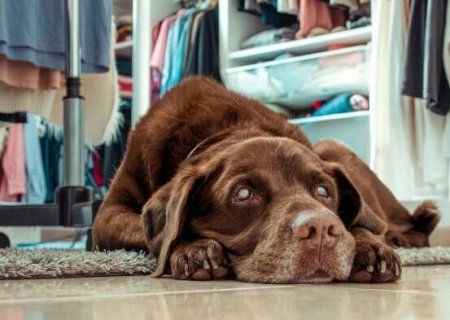 Sinais silenciosos de que seu pet come&ccedil;ou a ficar cego ou surdo