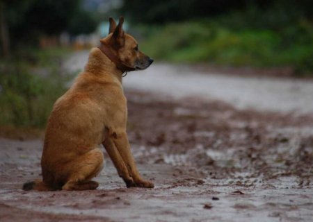 MS pode ter cadastro estadual de condenados por maus-tratos a animais