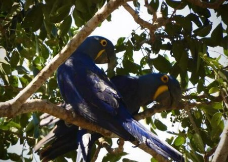 MS lidera contagem nacional de araras-azuis com 493 aves em 17 municípios