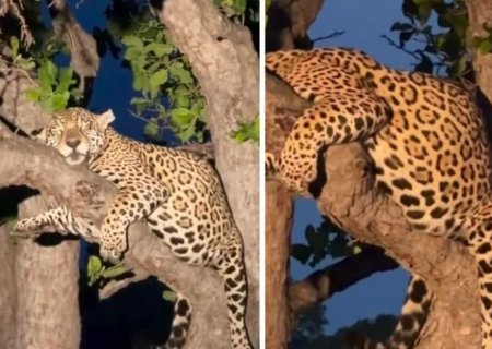 Onça-pintada prenha dorme em cima de galho de árvore no Pantanal de MS
